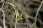 Spanish moss